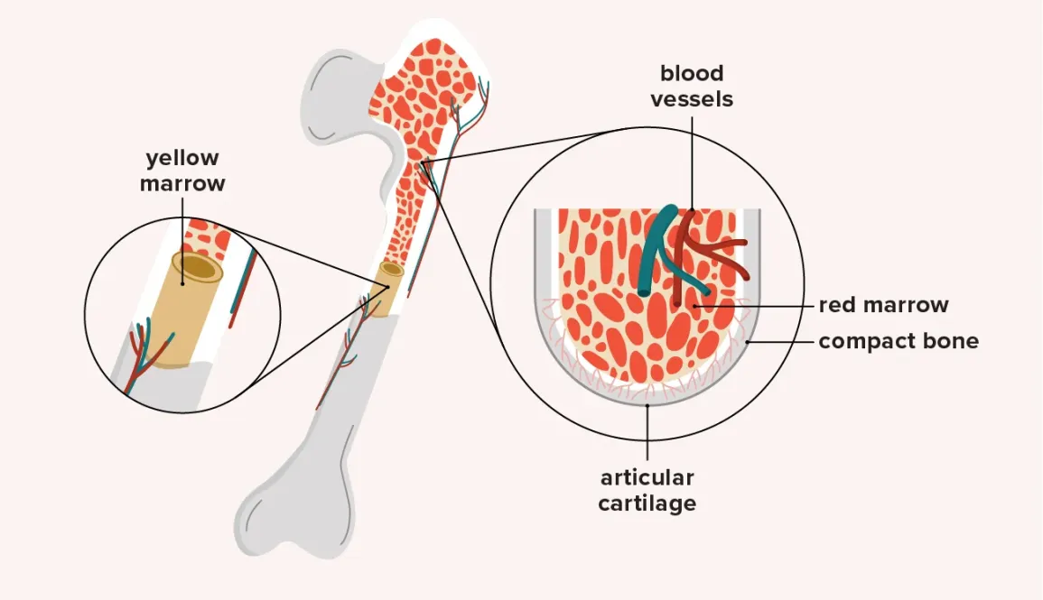 Total joint replacement
